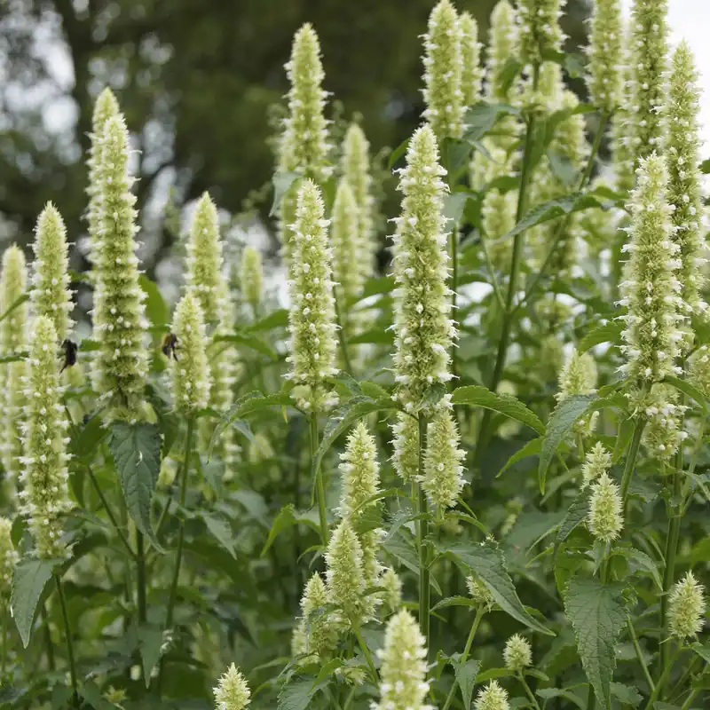 Duftnessel 'Alabaster' Bestseller