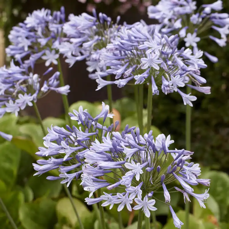 Agapanthus Doctor Brouwer Gratis Versand
