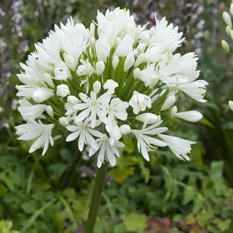 Kostenloser Versand Agapanthus White Heaven