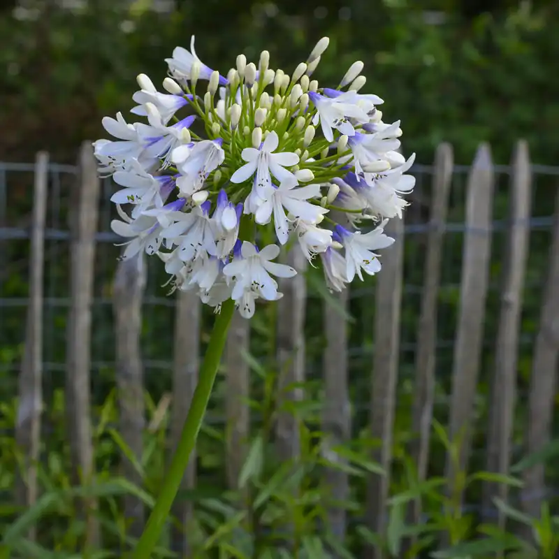 Agapanthus Enigma Mega-Angebot