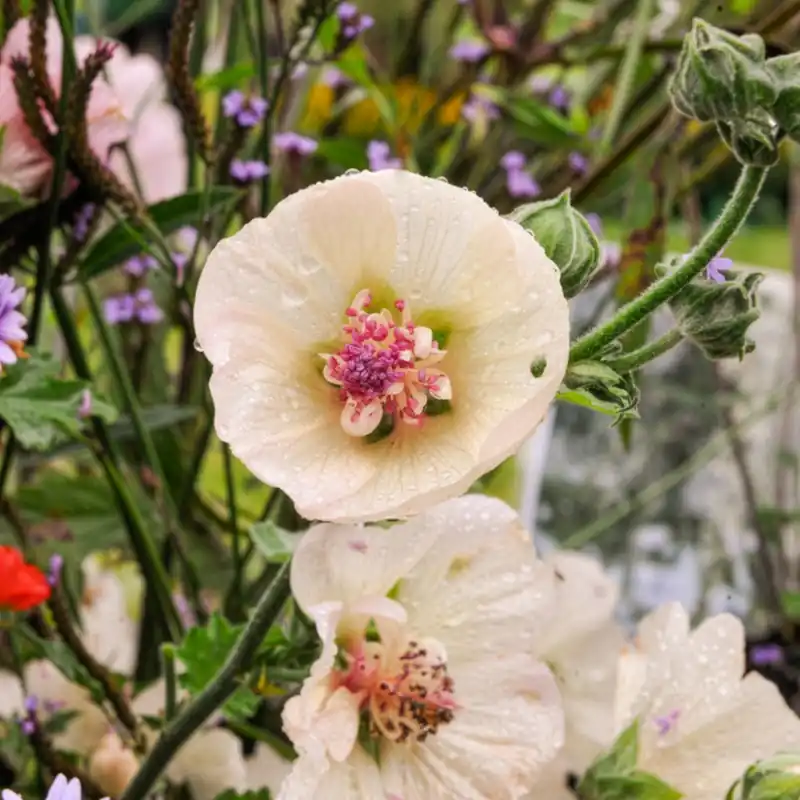Gratis Versand Halbstrauchige Stockrose Parkallee