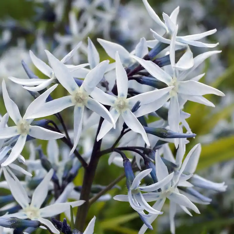 Amsonia hubrichtii Begrenztes Angebot