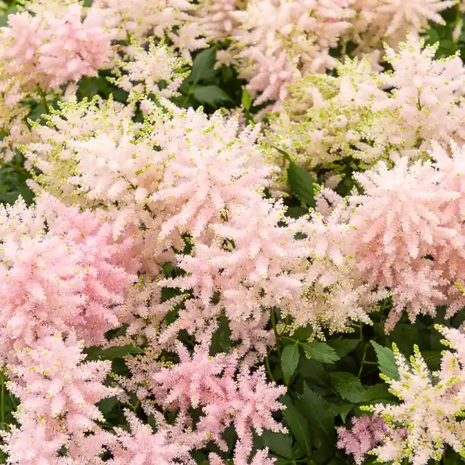 Rabatt Japanische Astilbe Europa