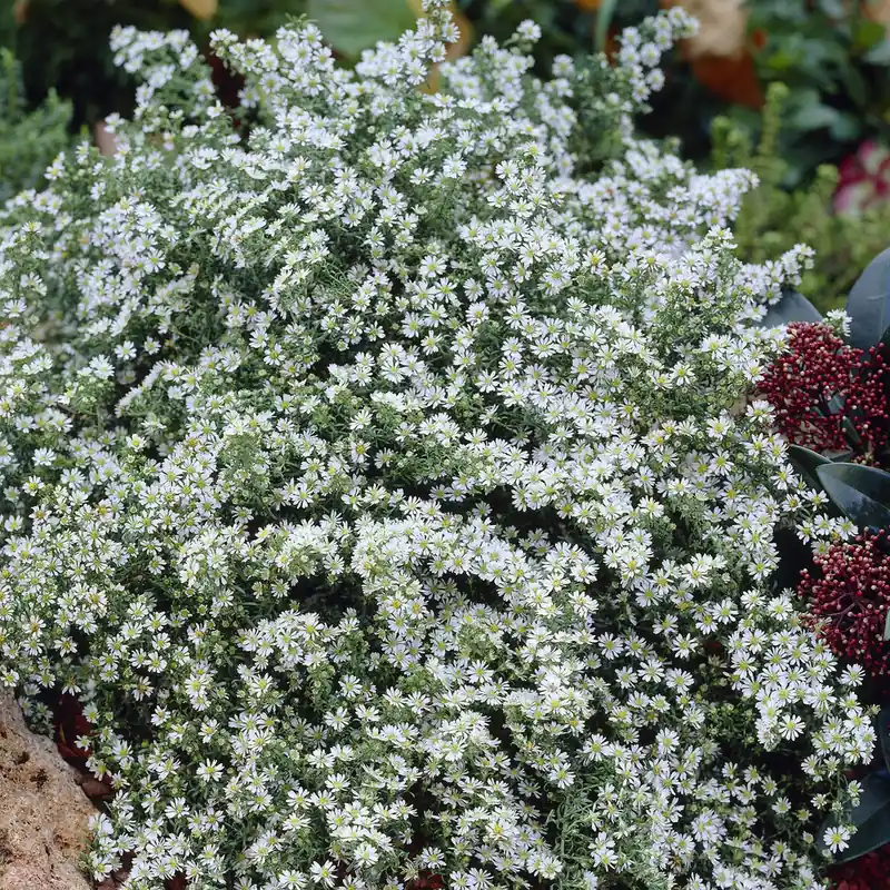 Highlight Teppich-Aster 'Snow Flurry'