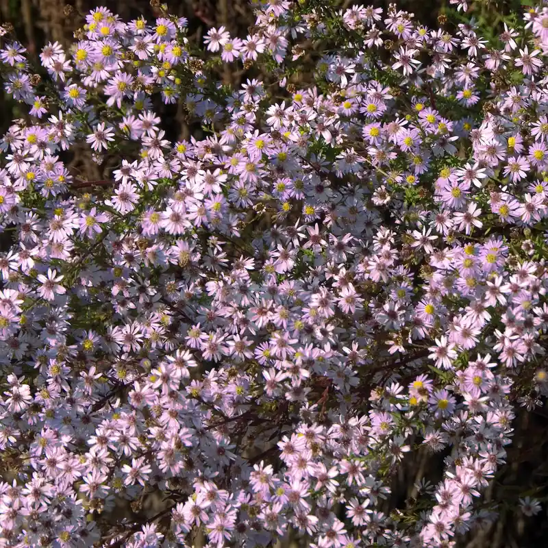 Myrten Aster 'Pink Star' Sale