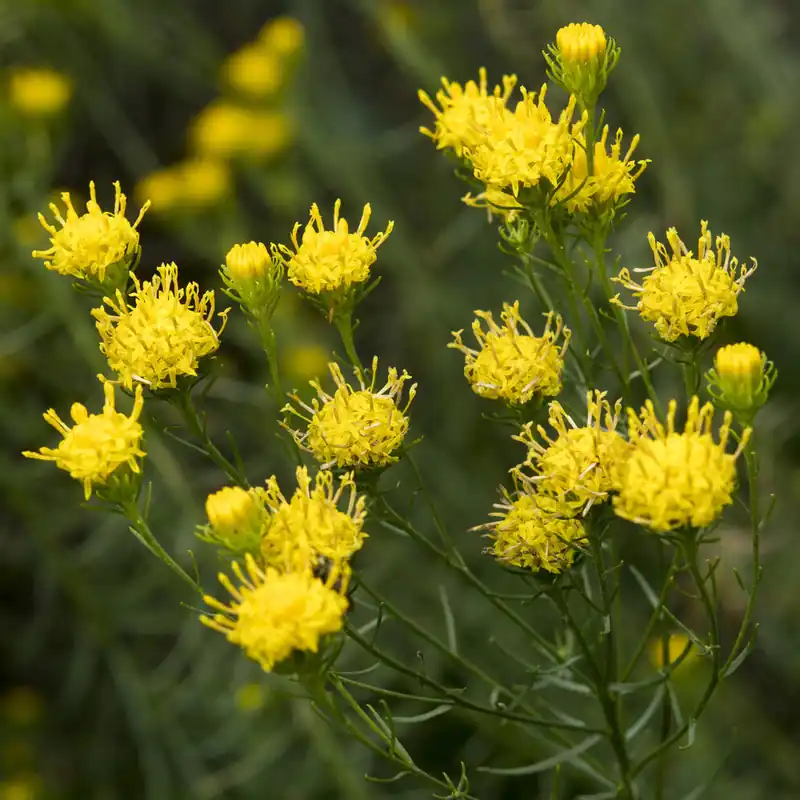 Preisreduziert Goldhaar-Aster
