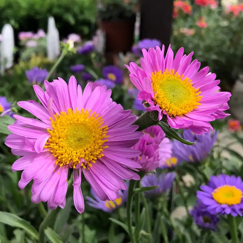 Nur Heute Alpen-Aster ‘Happy End’