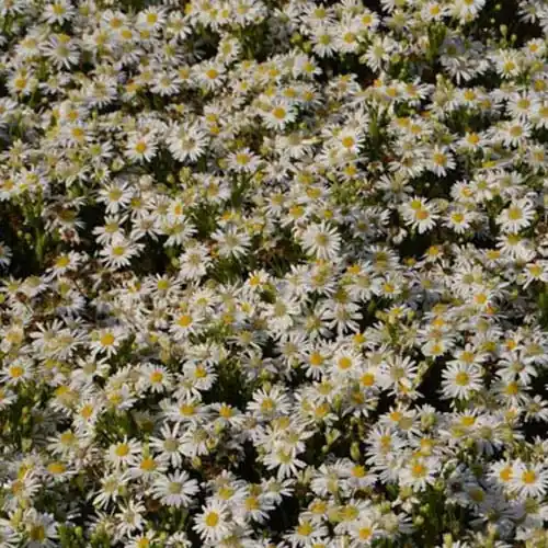 Herbst-Aster ‘Starshine’ Markenware