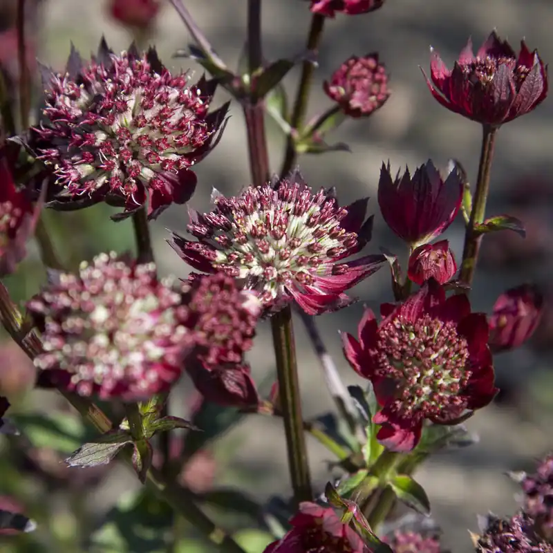 Sterndolde ‘Moulin Rouge’ Kostenloser Versand