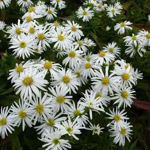 Kissen-Aster 'Kristina' Meistverkauft