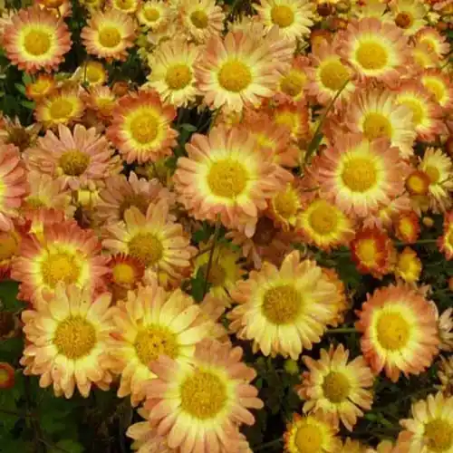 Geprüft Chrysantheme Letzte Sonne