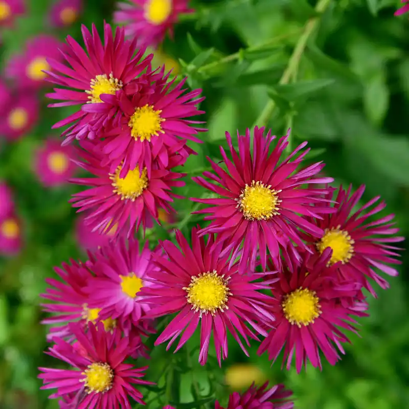 Top-Preis Herbst-Aster ‘Crimson Brocade’
