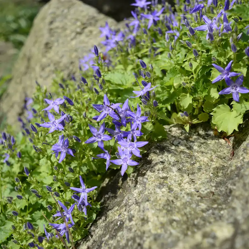 Glockenblume Preiswert