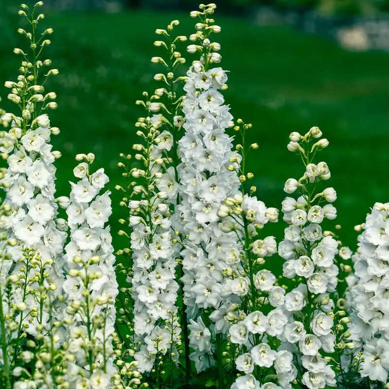 Rittersporn ‘Galahad’ Preiswert