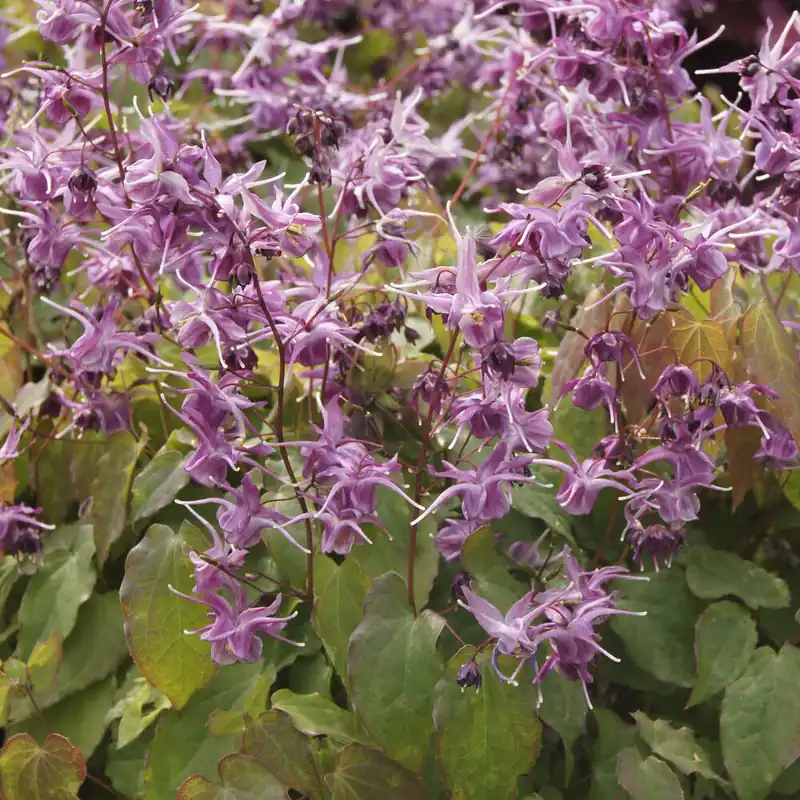 Günstig Elfenblume ‘Lilafee’