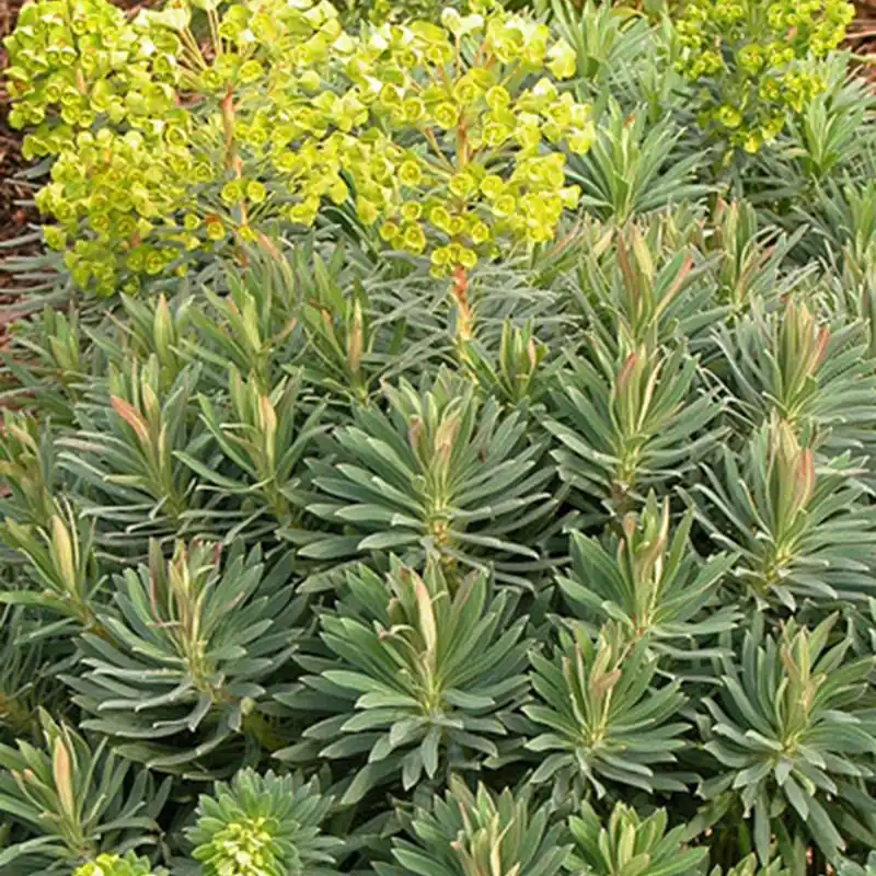 Wolfsmilch ‘Wulfenii’ Preiswert