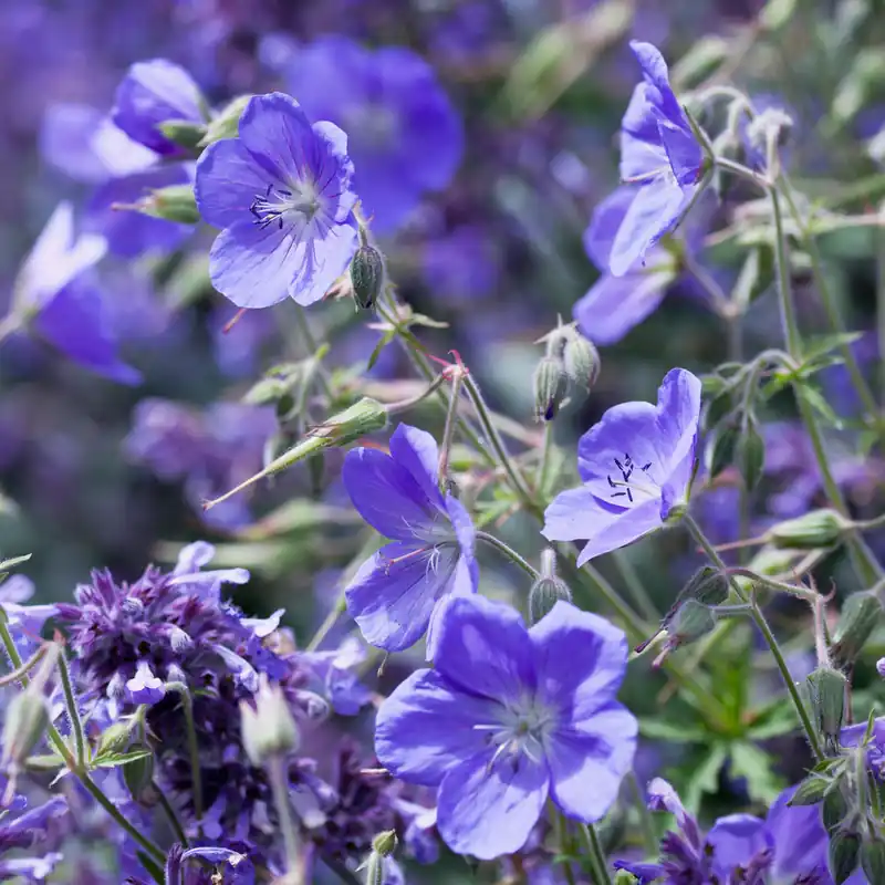 Geranium Brookside Markenprodukt