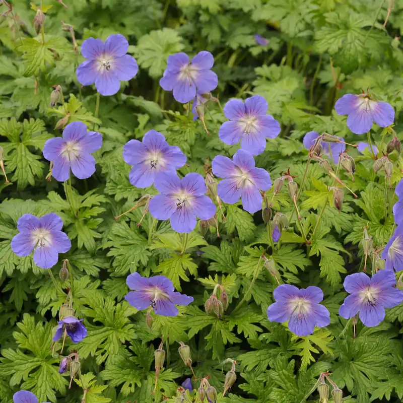 Mehrjährige Himalaya-Geranie Gravetye Top-Seller