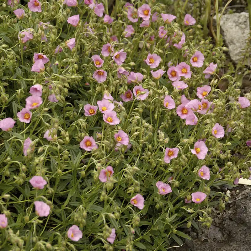Sonnenröschen 'Lawrenson´s Pink' Billig
