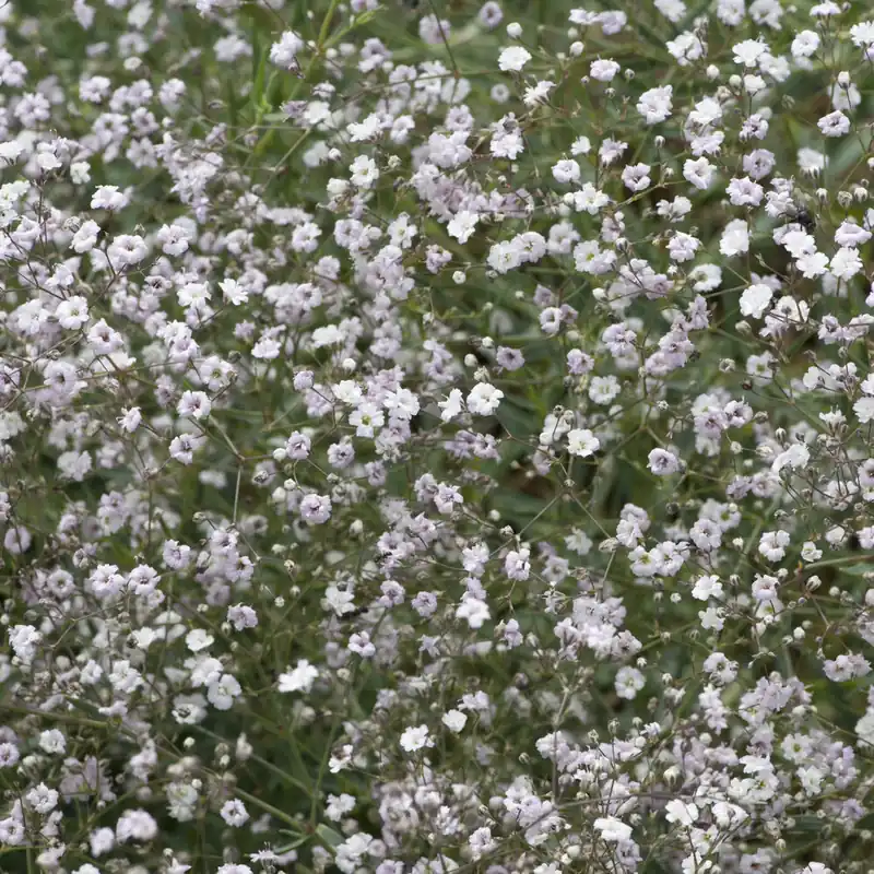 Kriechendes Schleierkraut 'Rosenschleier' Sofort Bestellen