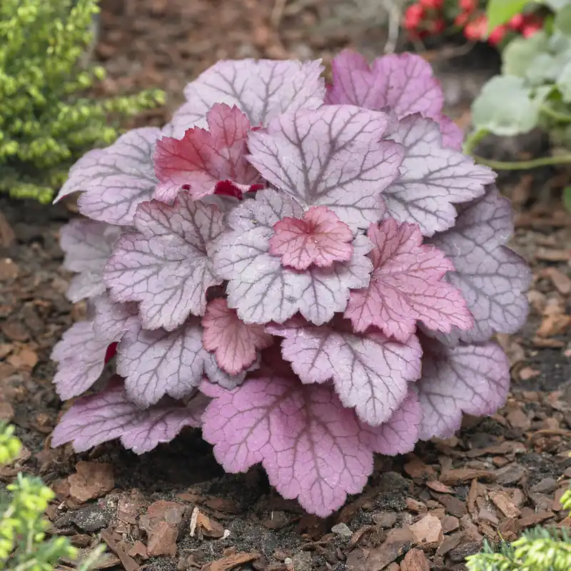 Echt Heuchera Georgia Plum