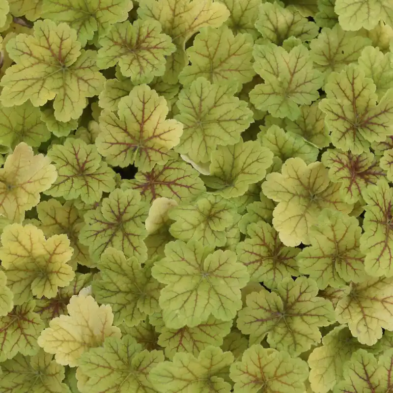Angebot Heuchera Electra