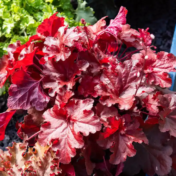Heuchera Forever Red Meistverkauft