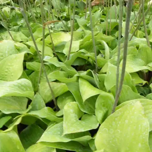 Echt Hosta Red Cadet