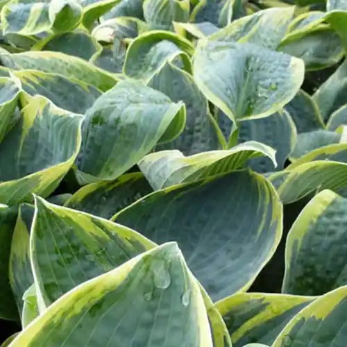 Hosta Sugar Daddy Preis Gesenkt