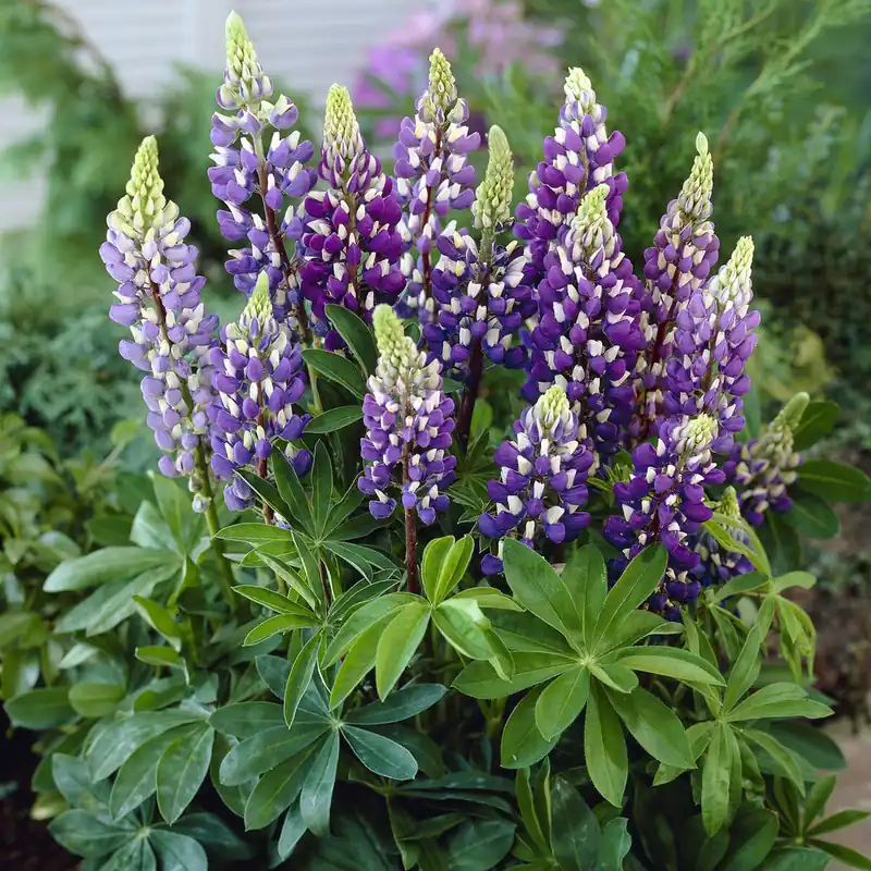 Echt Lupin Gallery Blue