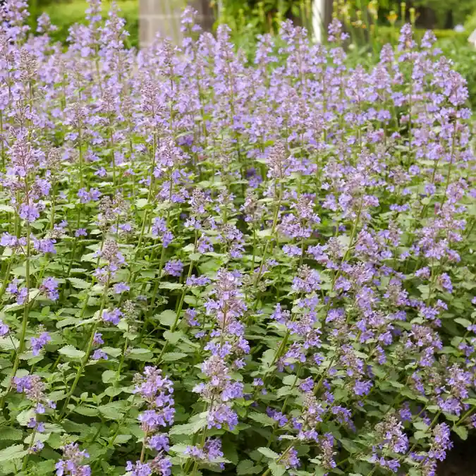 Expressversand Blaue Katzenminze 'Dropmore'