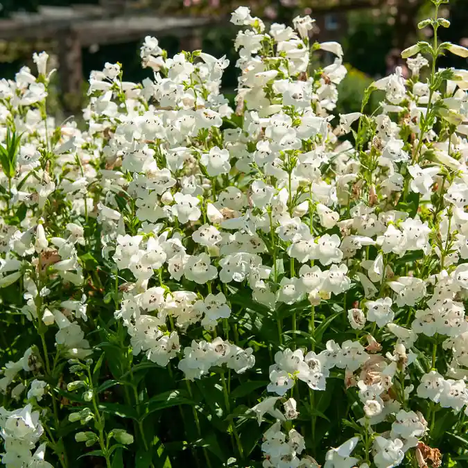 Top-Angebot Bartfaden ‘White Bedder’