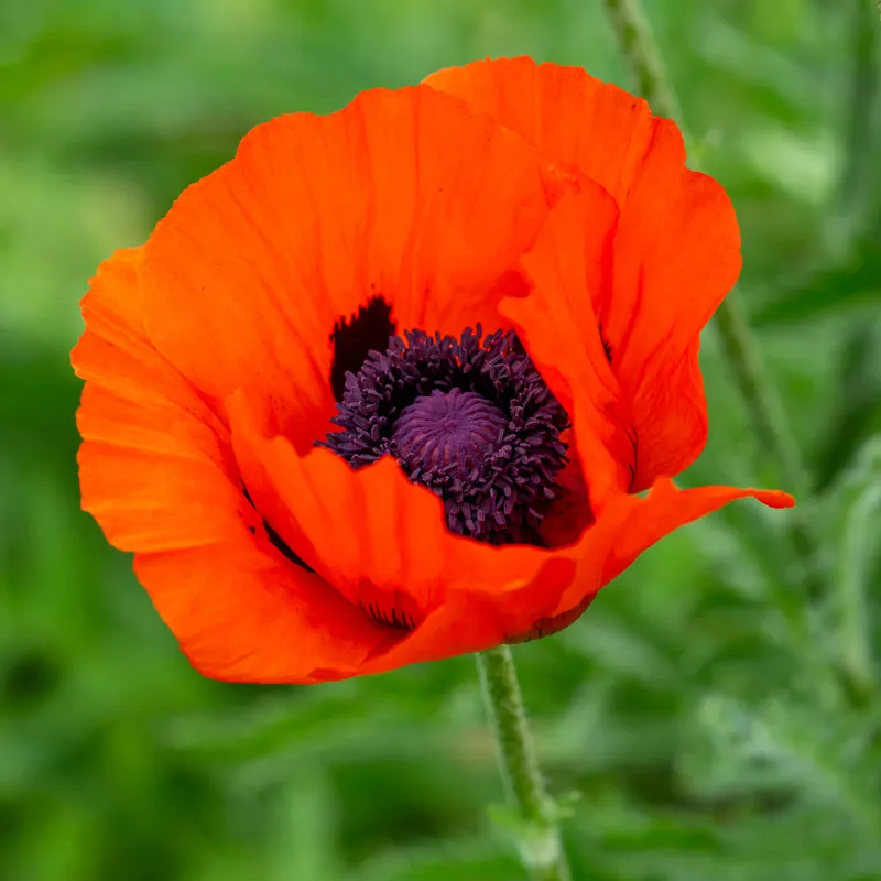 Orientalischer Mohn 'Brillant' Sonderangebot