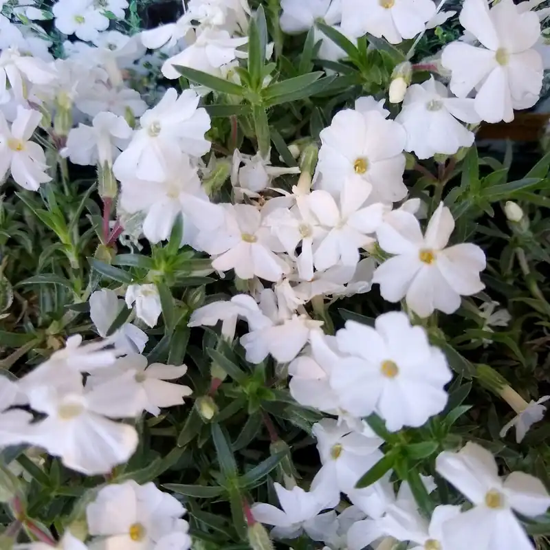 Teppich-Flammenblume 'White Admiral' Kostenfreie Lieferung