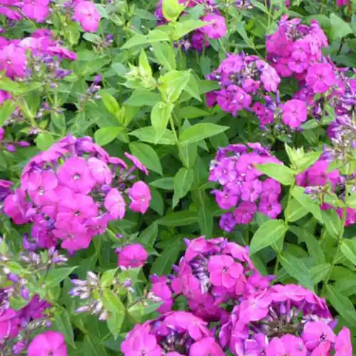 Online Kaufen Hohe Flammenblume 'The King'