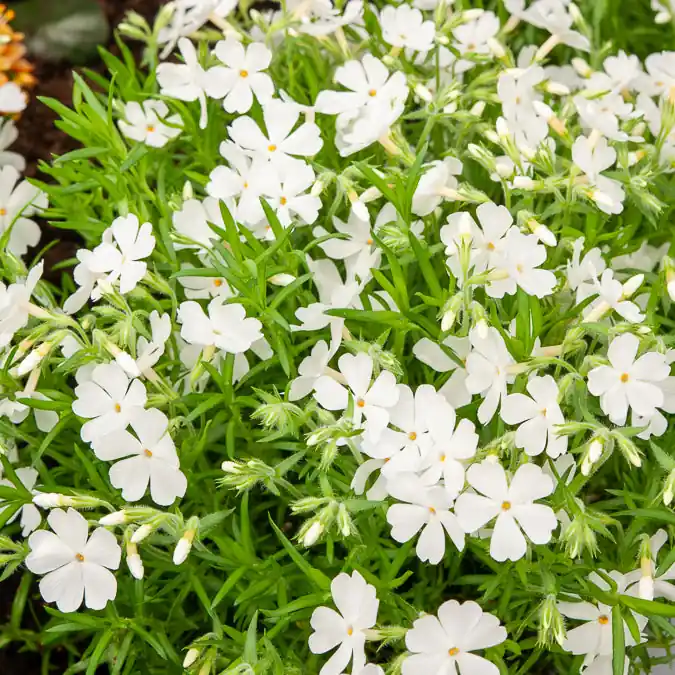 Nur Heute Polster-Phlox ‘White Delight’