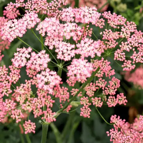 Große Bibernelle ‘Rosea’ Markenware