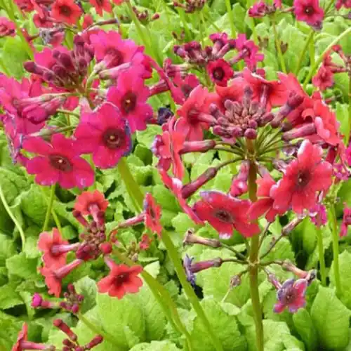 Neuheit Etagen-Schlüsselblume 'Millers Crimson'