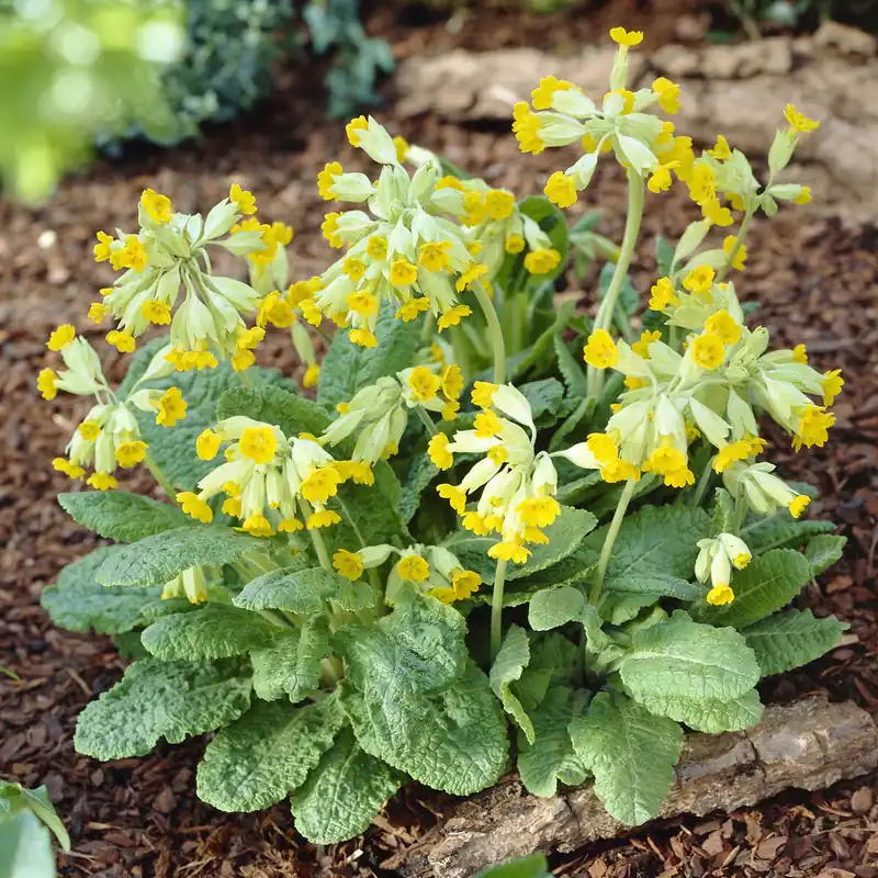 Versand Am Gleichen Tag Apotheker-Schlüsselblume