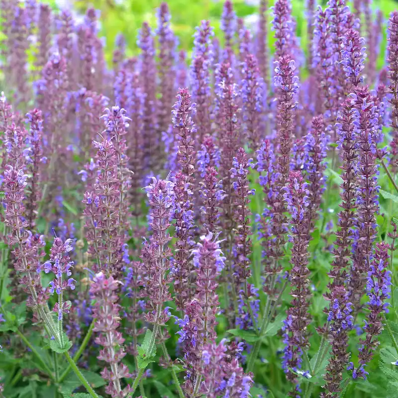 Steppen-Salbei ‘Ostfriesland’ Jetzt Kaufen