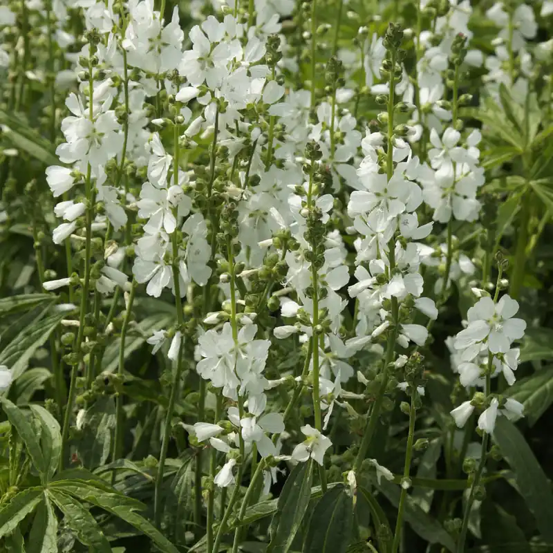 Heißes Angebot Sidalcea candida