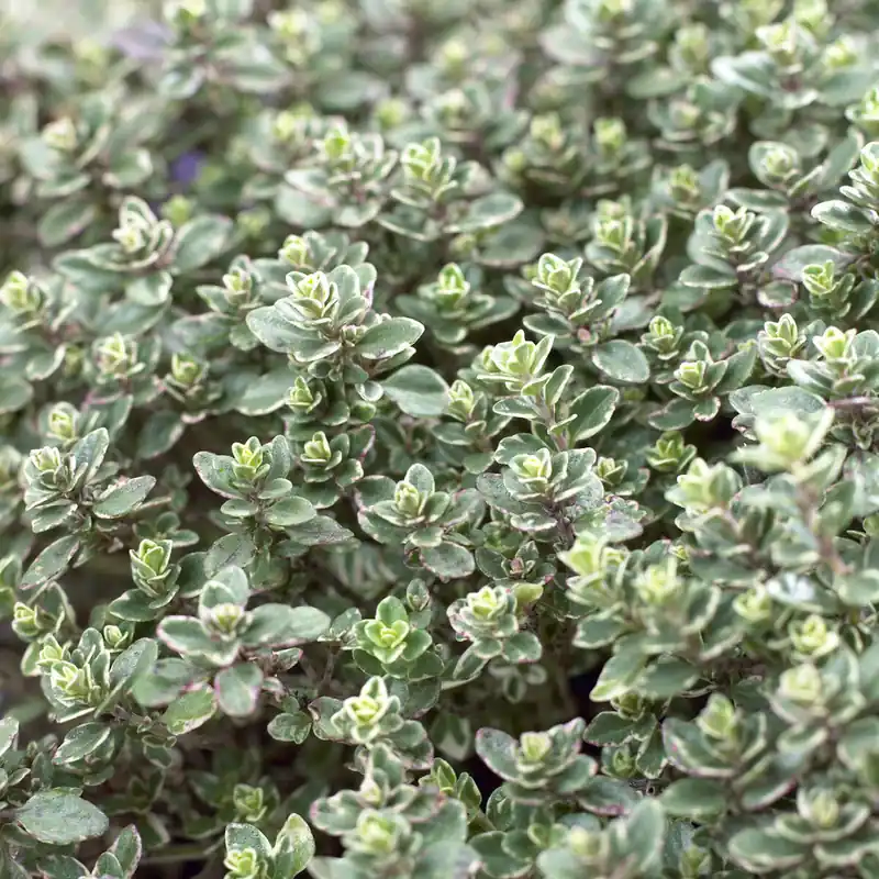 Thymian 'Silver Queen' Nur Für Kurze Zeit