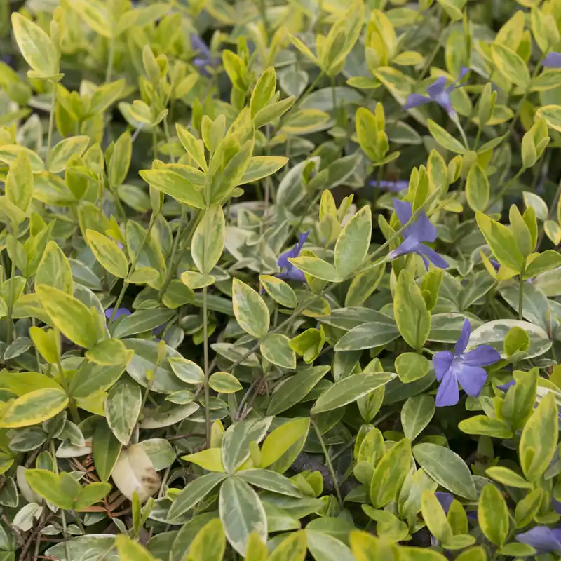 Kleinblättriges Immergrün 'Aureovariegata' Echt