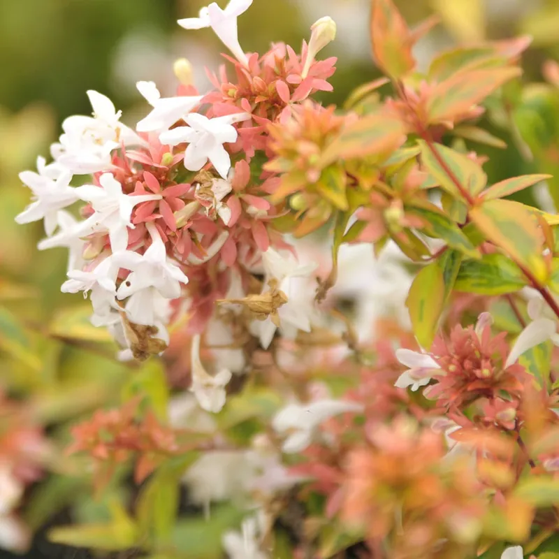 Abelie ‘Kaleidoscope’® Abverkauf