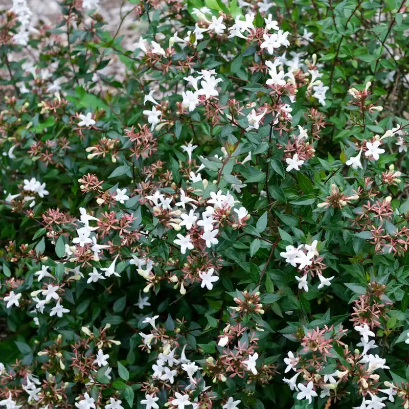Abelia Sherwood Schnäppchen