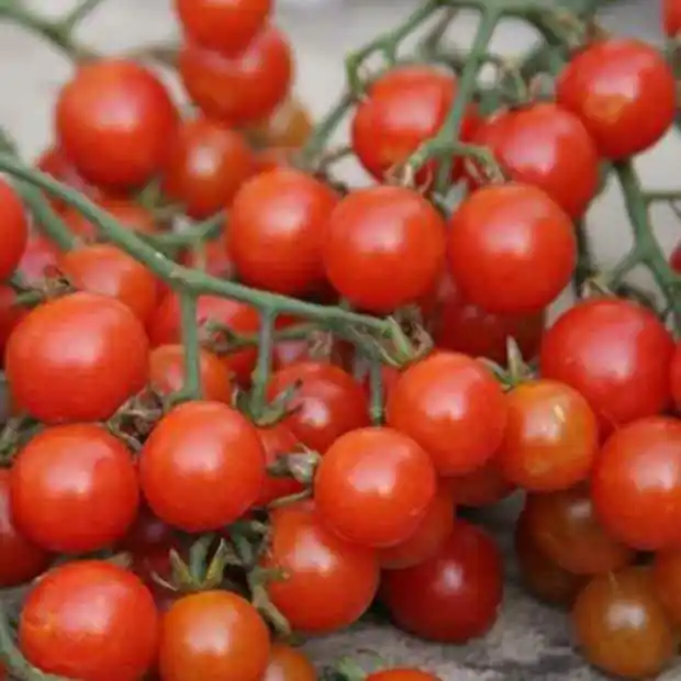 Aktuell Kirschtomate Sweetie BIO