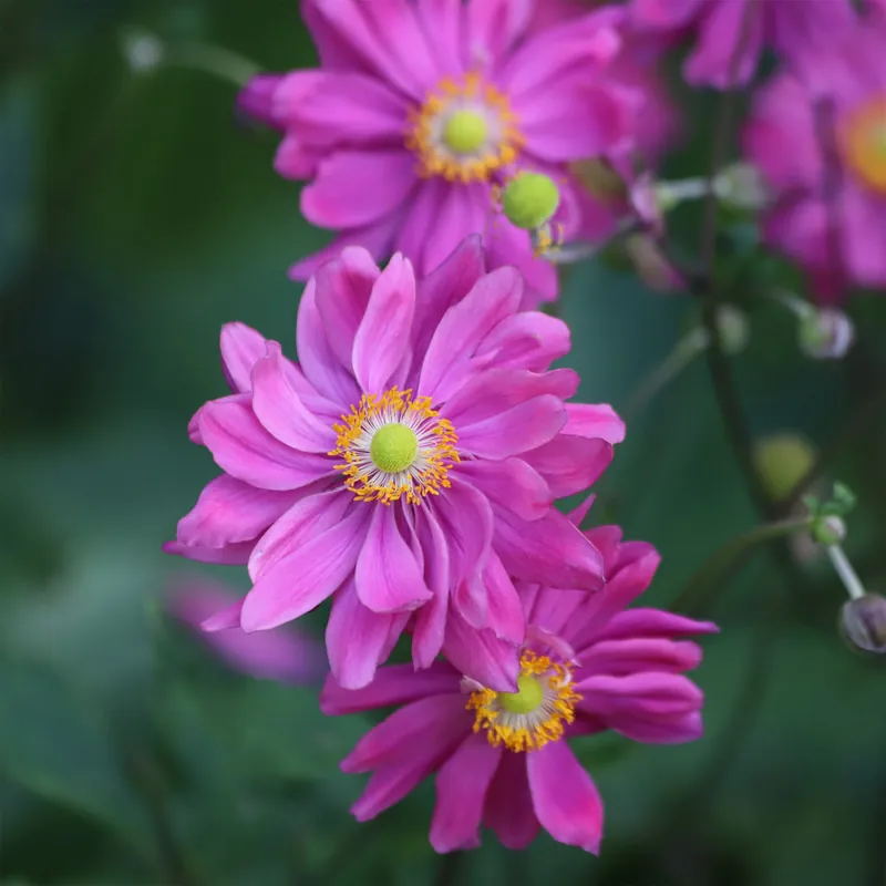 Neue Ware Herbst-Anemone