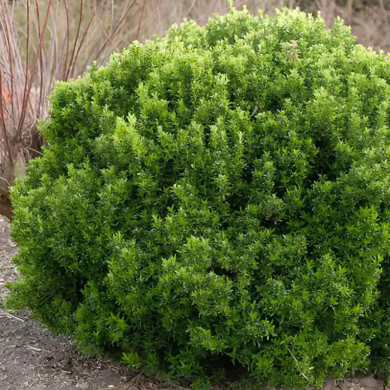 Japanischer Spindelstrauch 'Microphyllus' Garantierte Lieferung