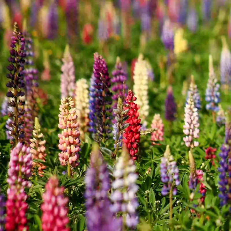 Lupinen Russel Hybriden Mischung Saisonangebot
