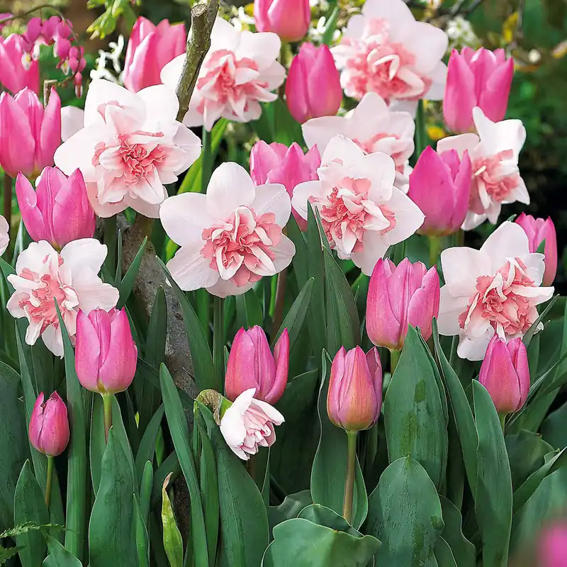 5 Narzissen Replète + 10 Tulpen Candy Prince Angebot